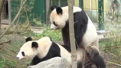 Pandas Having Fun Time...