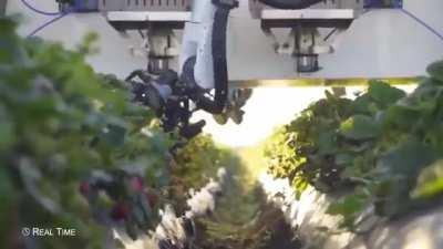 This Robot uses 3D vision and Robotic arms to harvest ripe strawberries