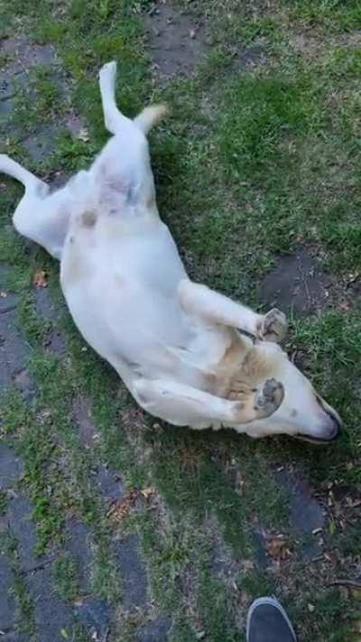 My grandpa's doggo is desperate for a belly rub