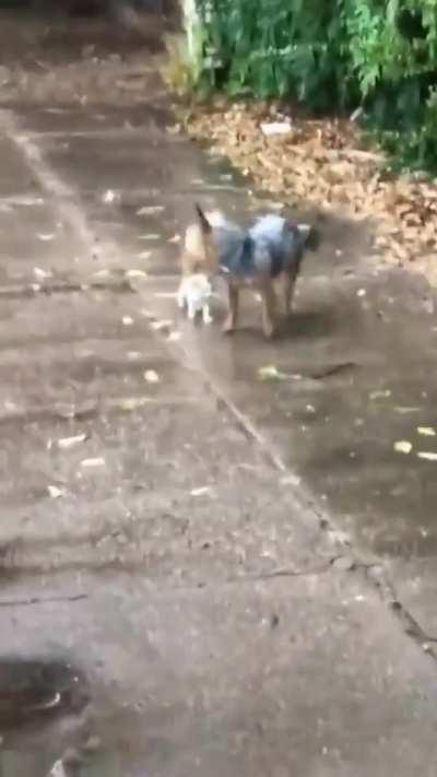 Dog rescues an abandoned kitten and brings it home..