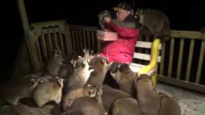 This Man Feeds His Local Raccoons Every Night