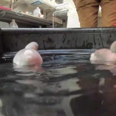 Baby flamingos’ first year at the Oregon Zoo