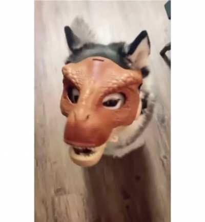 What happens when you put a kids mask on your dog