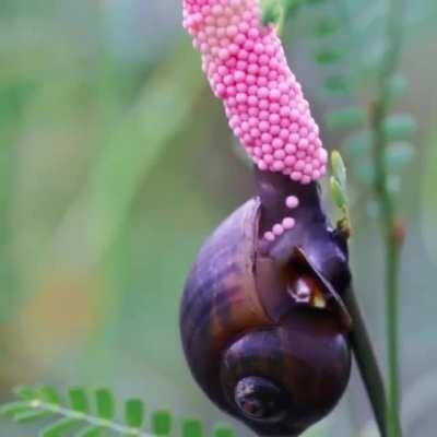 Golden Apple Snail laying eggs