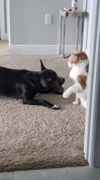 My dog recently learned roll-over and I caught him showing it to the cat