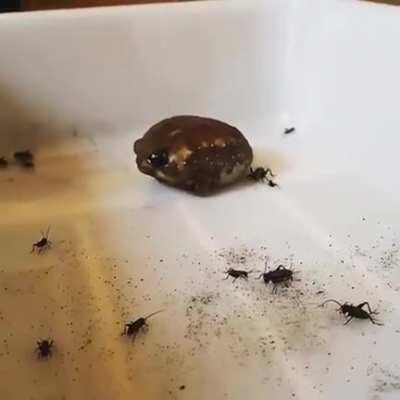 South African Rain Frog eating crickets