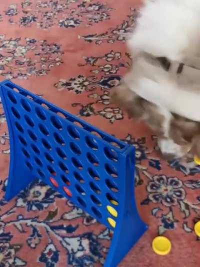 Dog that learned to play connect four. But didn't learn sportsmanship