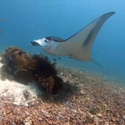 Manta Ray, Komodo National Park