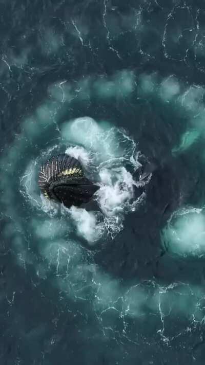 These humpback whales are engaging in a unique and complex feeding behavior known as bubble-net feeding. This type of feeding is often done in groups as large as 60 whales