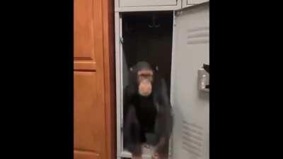 OOO AAA OOO AA MONKY FREE FROM HOOMAN