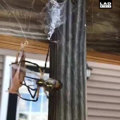 Feeding a hungry spider