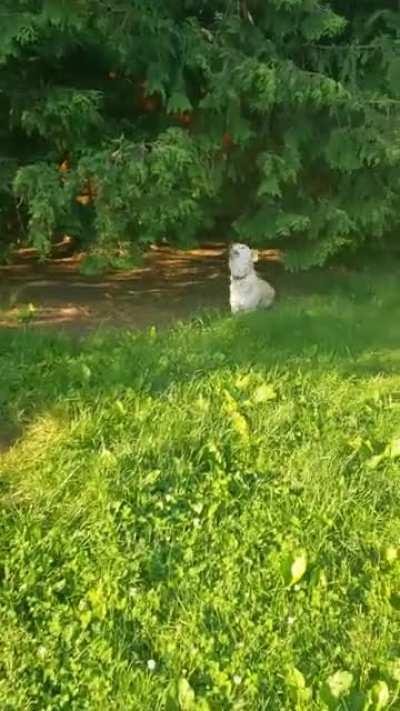 Always trying to play hide and seek! See her tippy tappy little feet when she thinks I don't see her? 🤣