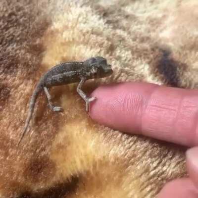 A little baby chameleon