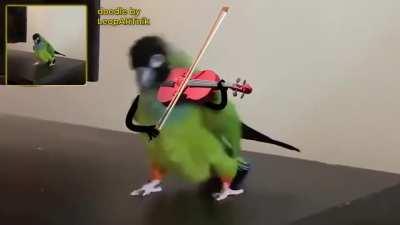 1 Green Bird on Violin