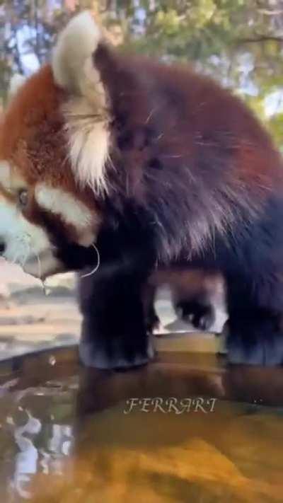 Cute Red panda Feeling Thirsty