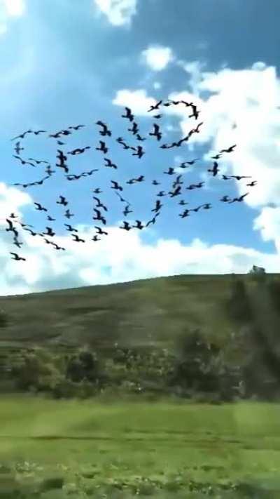 Guy takes slow-mo vid of passing birds from a train.
