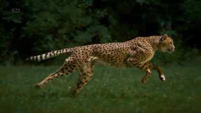 Incredible slow motion footage of a cheetah running at over 60mph (96km/h)