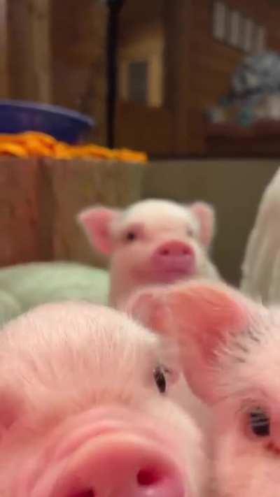 Just these absolutely adorable micro pigs...