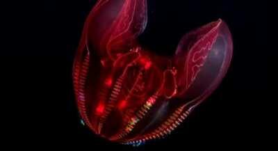 Bioluminescence in the deep sea: the ctenophora