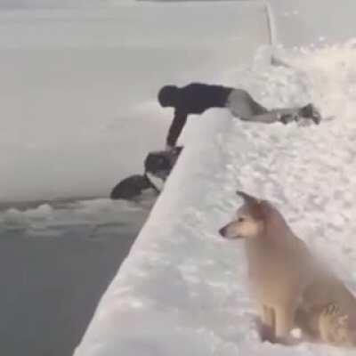 Guy saves a dog from ice trap using his backpack.