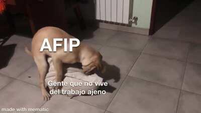 [OC] Vi a mi perro con potencial de meme low effort