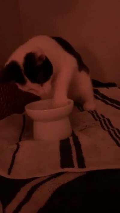 Kitten 5 month old male- digging in clean water dish with clean water- whattt is happening?!