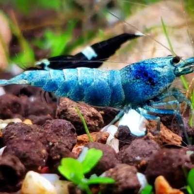 Legendary Sapphire Shrimp Armor: +1000 Defense 🔷️