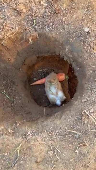 Rabbit is enjoying his carrot in his rabbit hole