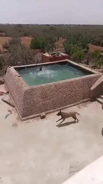 Owner pretends to be drowning to see if his dog would save him