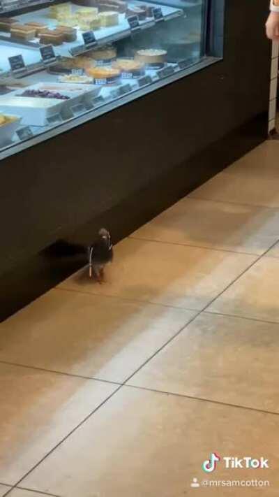 Papa Pigeon