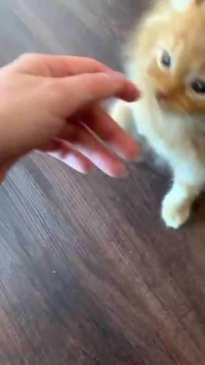 Cat goes REEEE