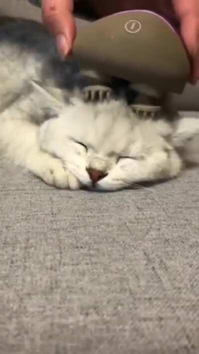 The way this mini massaging machine goes around the cat's head