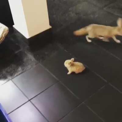 Fox scared by rabbit