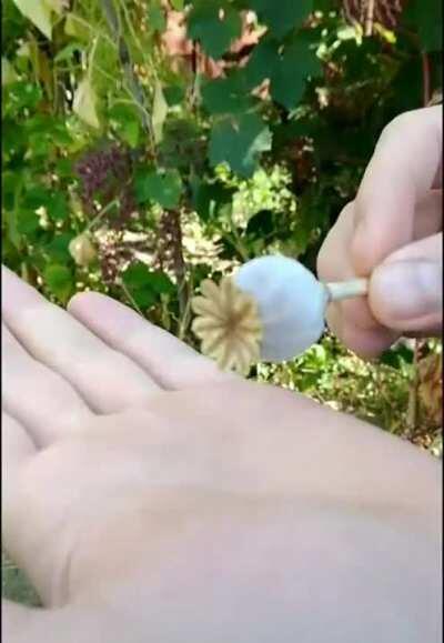 How a poppy shell distributes its seeds