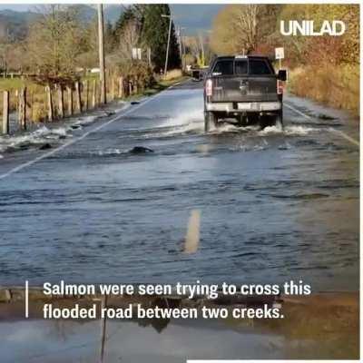 🔥 Salmon crosses flooded road between two creeks.