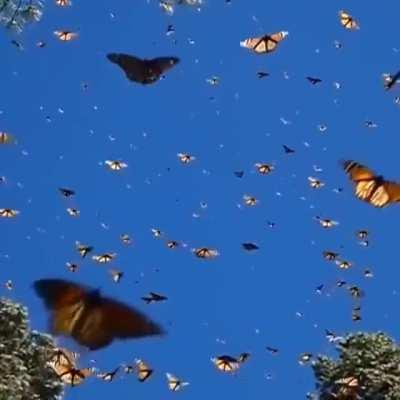 These Monarch butterflies