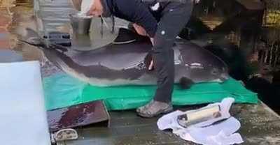 Weighing a porpoise