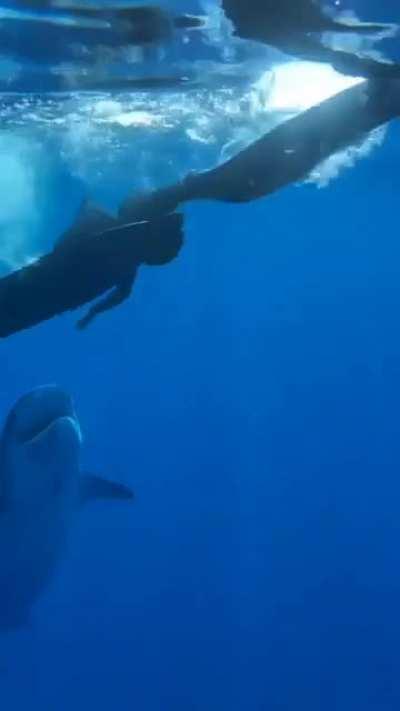 Shark swimming towards a diver