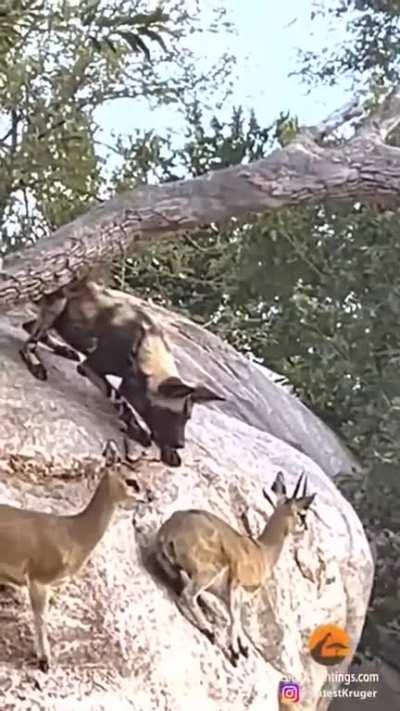 🔥 Klipspringers avoid Pack of wild dogs by perching on the cliff..