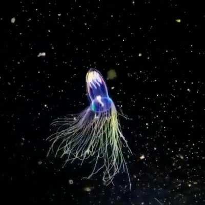 🔥 this is the arctic sea jellyfish