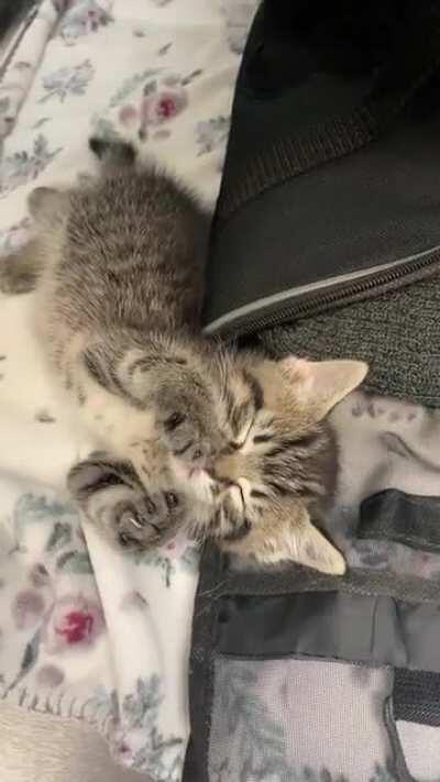 Kitten falls asleep while playing