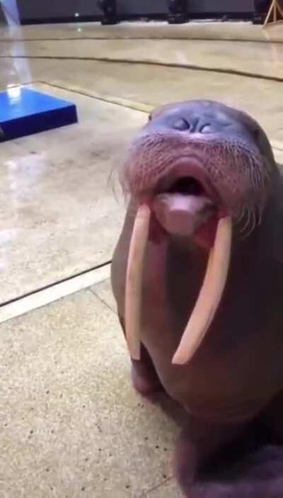 So, walruses can whistle