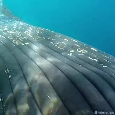 Humpback Whale Close-Up