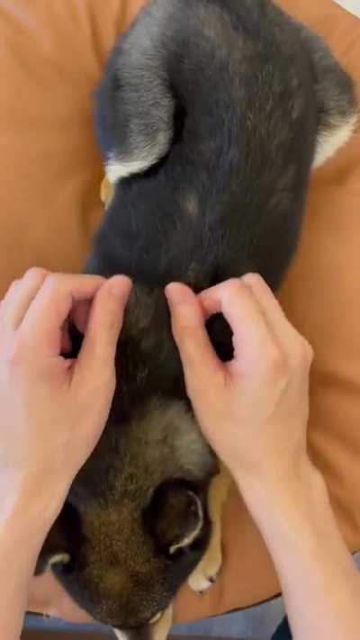 Shiba spa treatment