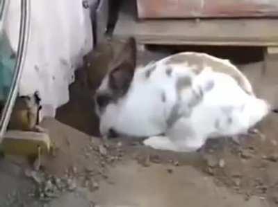 🔥 Rabbit helps a cat that couldn't find its way out!