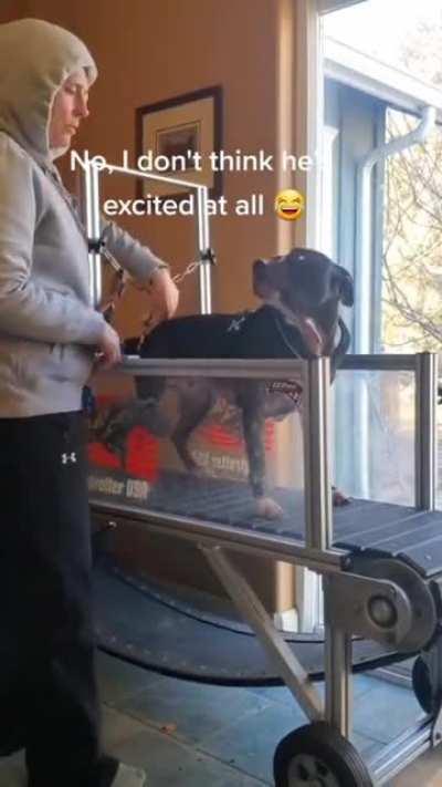 This pup loves his treadmill!