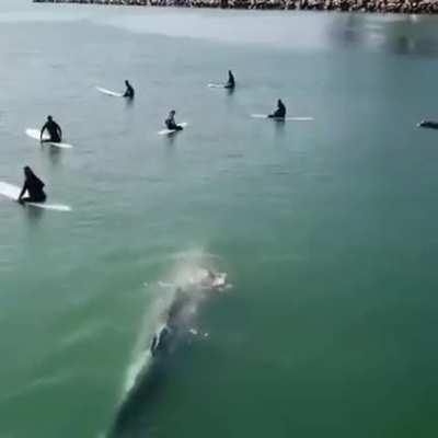 🔥 Whale swimming casually among a group of surfers unaware of his presence.