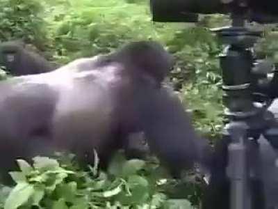 A massive silverback gorilla casually drags a man for a bit then leaves him