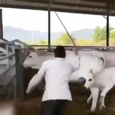 WCGW With Hitting A Cow?