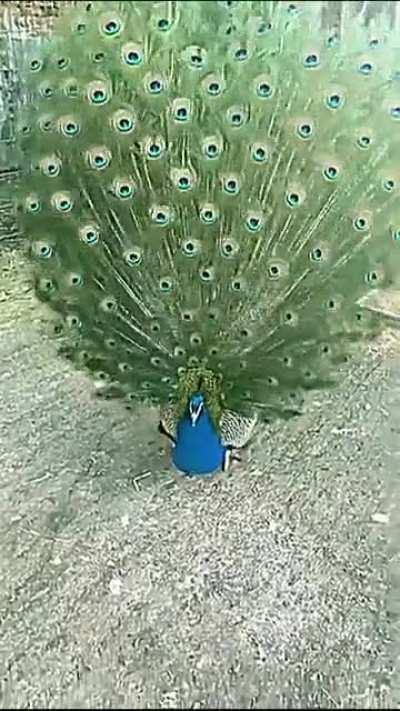 Slow Motion: Peacock displaying its Iridescent Feathers